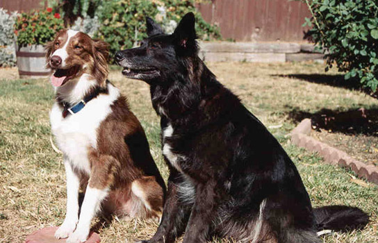 woof squared (Aug 1999)