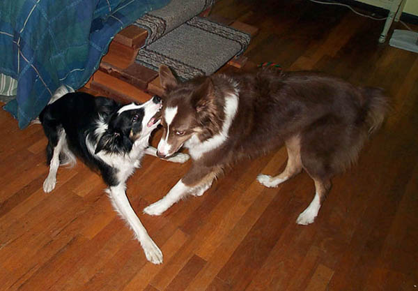 DCP_0528.jpg (Aug 2002)