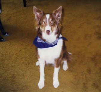 nice ears (Feb 1999)