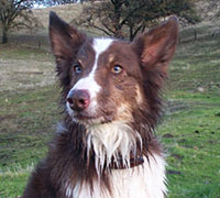 red dog