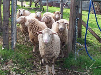 sheep