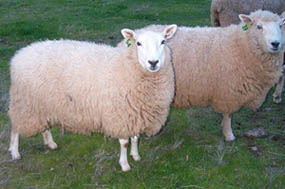 lambs