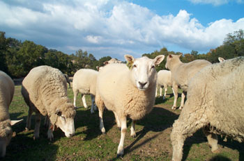 sheep