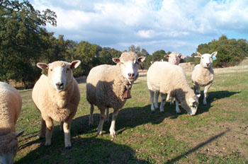 sheep