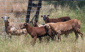 sheep