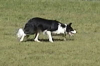 herding