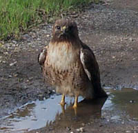 redtail