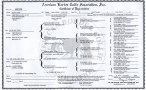 Rose's pedigree